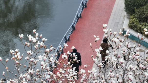 春染枝头绿 花映兖州城