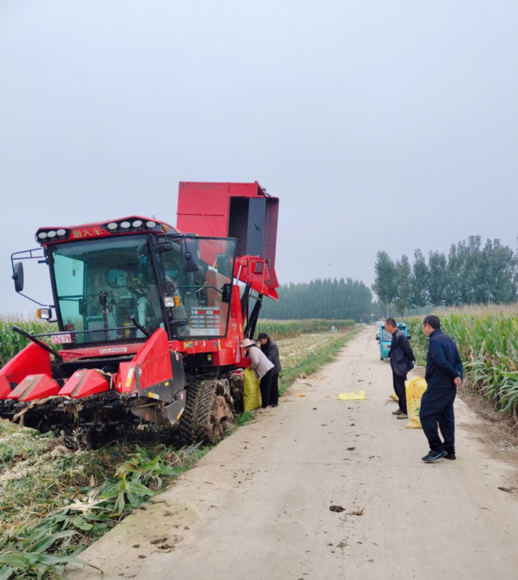 阴雨无阻抢秋收丨酒仙桥街道多维发力守护粮食安全
