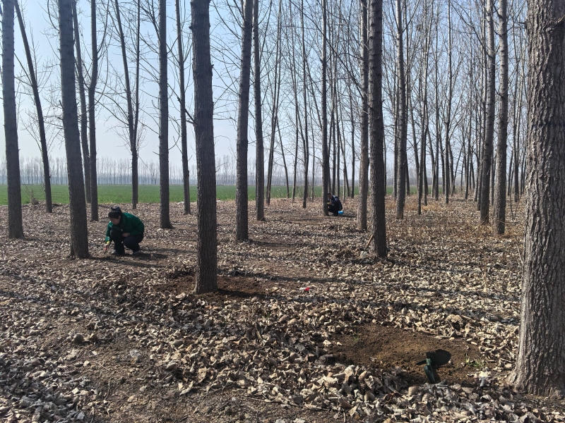 区自然资源局积极开展林业病虫害越冬基数调查工作